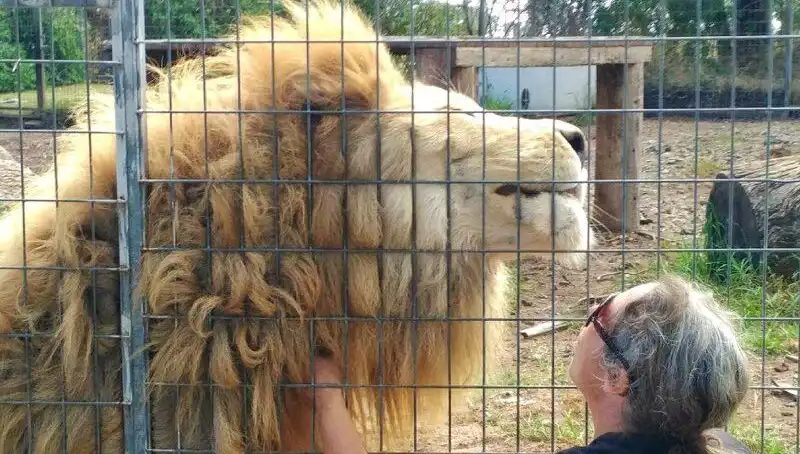 Avustralya'da Kan Donduran Aslan Saldırısı: Kafes İçinde Kadının Kolunu Yakaladı