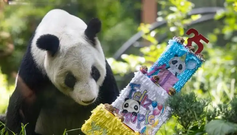 Dev Panda Xin Xin, 35. Yaşını Coşkuyla Kutladı: Bilinmeyenler