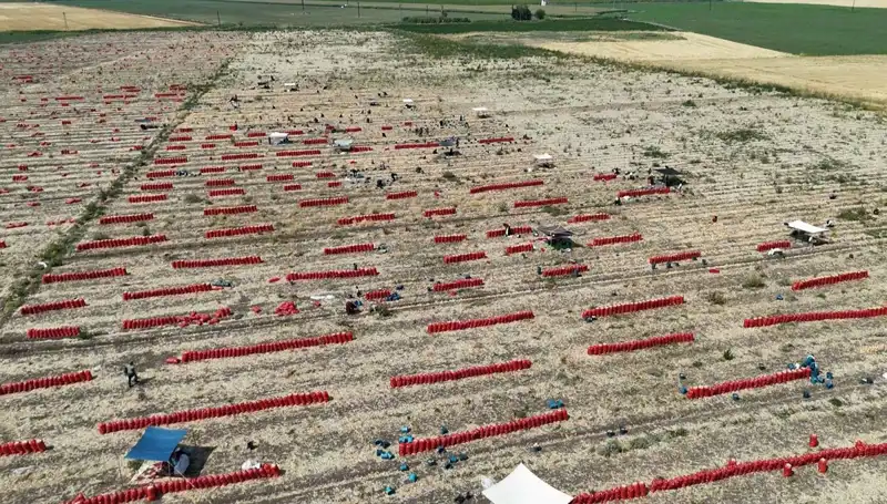 40 Derece Sıcaklıkta Tarlada Çile: Fiyatlar 5 TL'ye Düştü
