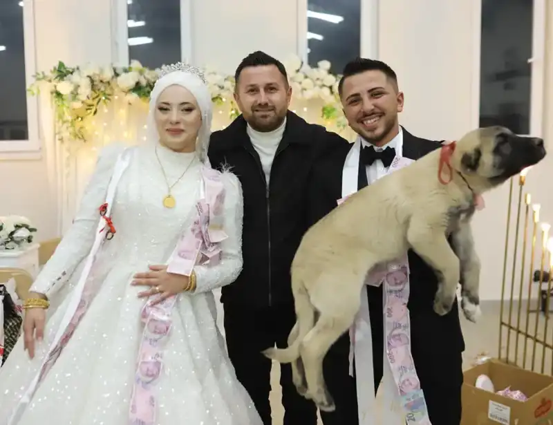 Düğünde Gelin ve Dama Bambaşka Bir Hediye: Çoban Köpeği!