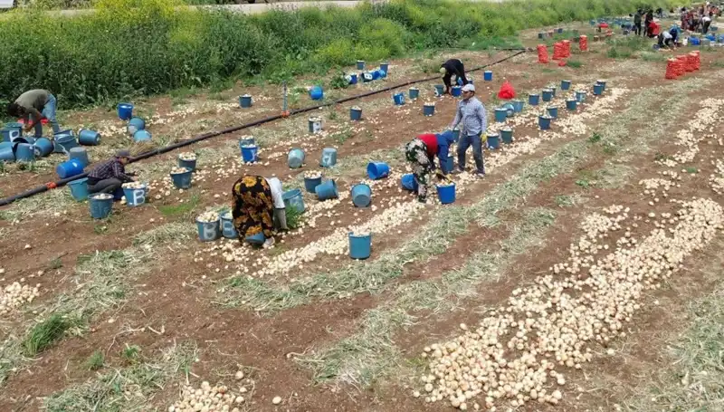 Soğan Hasadı Başladı: Fiyatlar Tüm Zamanların En Düşük Seviyesine Geriledi!