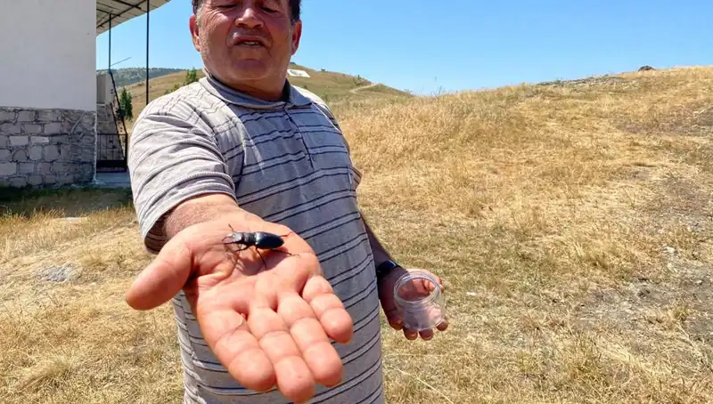 Sivas'ta Görülen Böceği Öldürmenin Cezası 557 Bin TL Oldu!