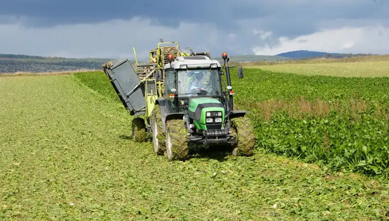 Kastamonu'da Pancar Hasadı Başladı: Çiftçilerin Yüzü Gülüyor