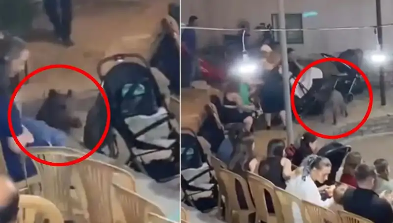 Yaban Domuzu Düğün Törenine Bastı, Konuklar Şaşkınlık İçinde Kaldı!
