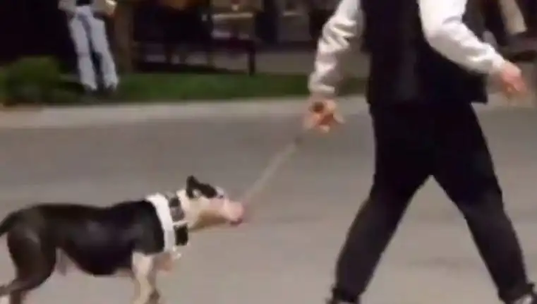 Ağızlıksız Pitbull, Diğer Köpeklerin Üzerine Saldırdı: Sahibine Para Cezası