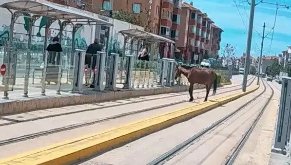 Eskişehir Tramvay Raylarında Başarılı Bir Kaçış: Başboş At Şaşkınlığı