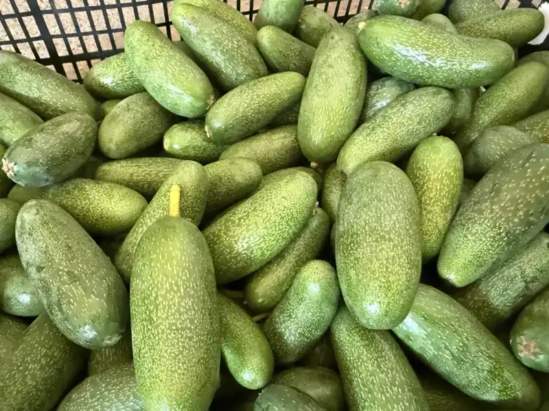 Antalya’nın Eşsiz Ürünleri Dünyayı Fethedecek: Rekolte Beklentileri Rekor Kırıyor