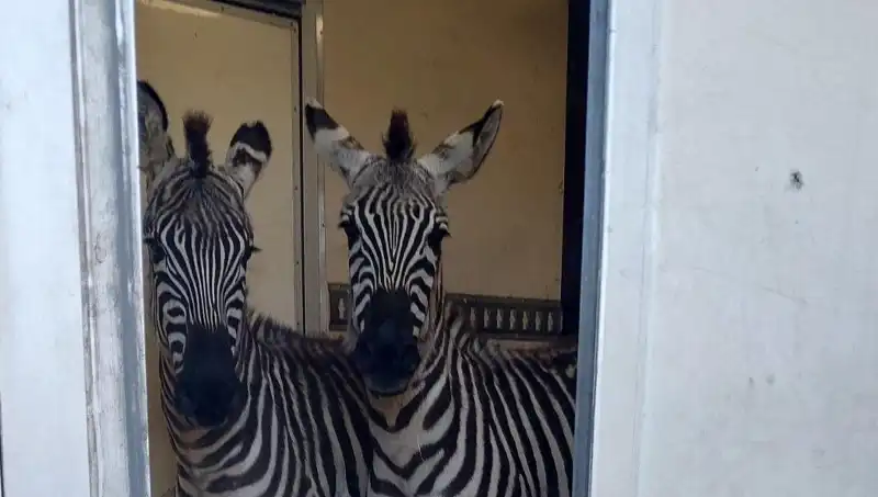 Sınırda Yakalanan Minibüste Şaşırtıcı Hayvan Yükü: Zebra, Maymun ve Daha Fazlası!
