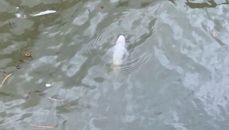 Porsuk Çayı'nda Balık Ölümleri: Çevresel Tehlike Mi Söz Konusu?