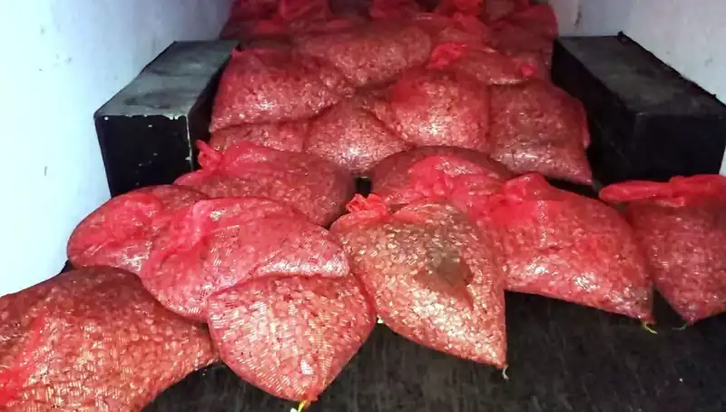 Samsun'da Şok Operasyon: 1,5 Ton Kaçak Midye Ele Geçirildi!