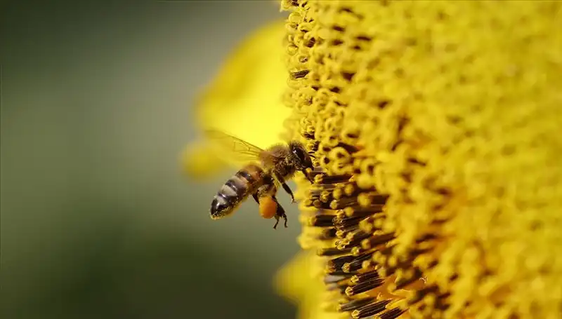 Kır Çiçeklerinde Kötü Bir Sır: Arı Ölümlerinde Zehir Başrol Oynuyor
