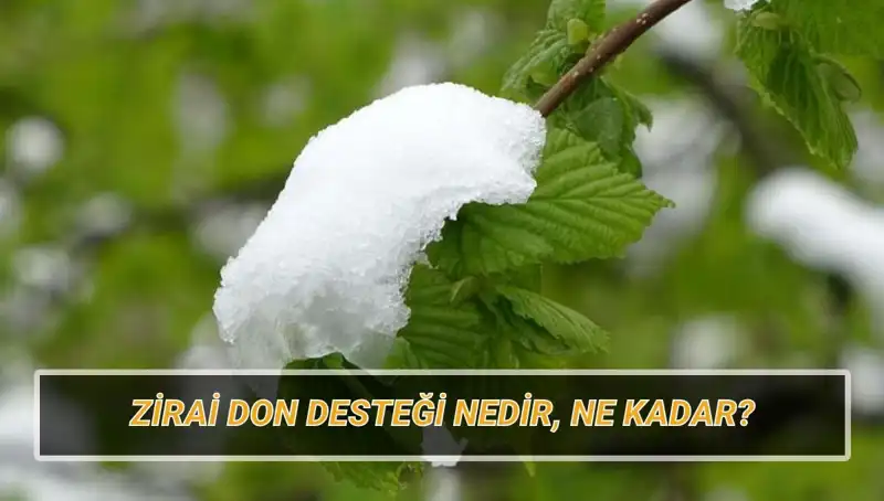 Zirai Don Desteği 2023: Kimler Yararlanacak, Miktar Ne Olacak?