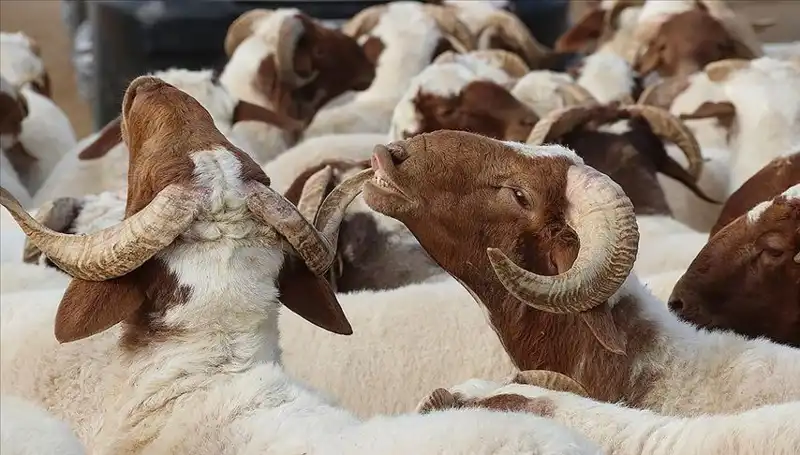 Akika Kurbanı Nedir ve Yenir mi? Bilinmesi Gerekenler