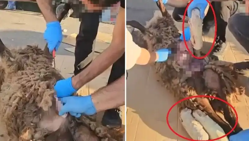 Zehir Tacirlerinin Son Oyununda Şaşırtıcı Detaylar: Ölü Koyun Alarm Veriyor!