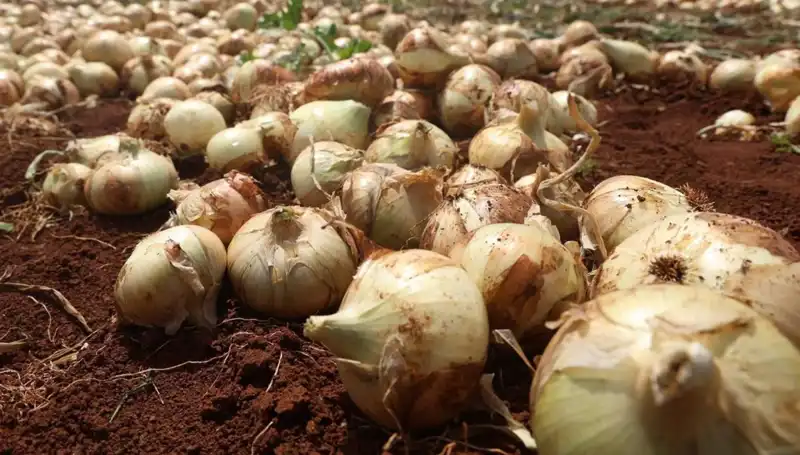 Hatay’da Soğan Hasadı Başladı: Rekolte Çiftçiyi Sevindiriyor!