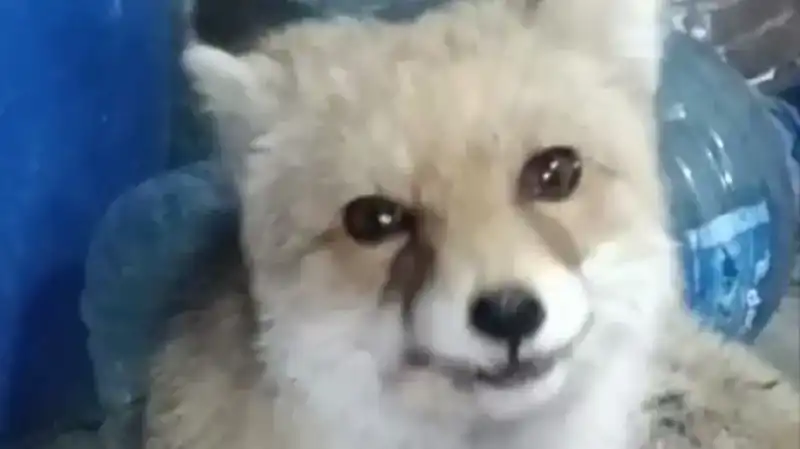 Bahçesine Giren Tilkilere Aniden Kucak Açan Adamın Hikayesi