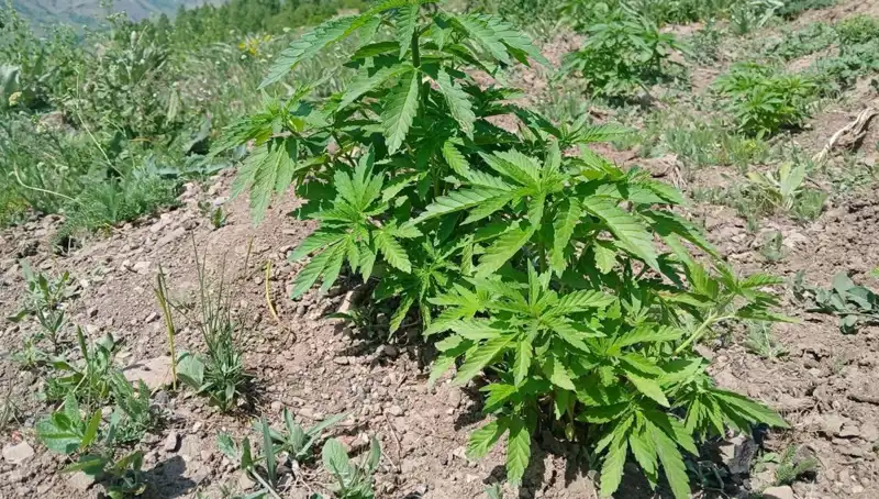 Bingöl'de Kaçak Tütün ve Kenevir Operasyonu: Güvenlik Güçleri Baskın Yaptı