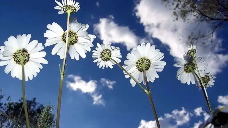 2026 Cemre Düşme Tarihleri: Baharın Heyecanı Ne Zaman Başlayacak?