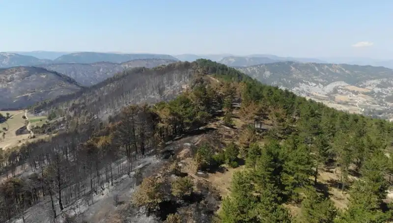Bolu’da Doğa İçin Tarihi Bir Adım: 5 Milyon Fidan Toprakla Buluşuyor