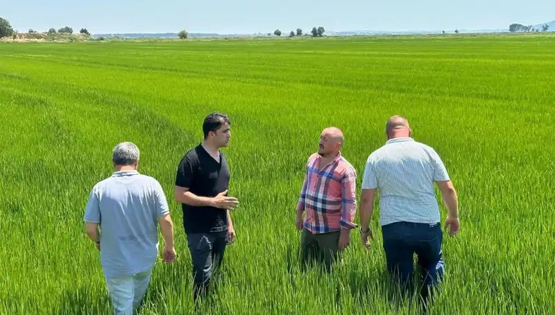 Çeltik Tarlaları Yeşil Deniz Gibi: Rekor Hasat Beklentileri Ne Diyor?
