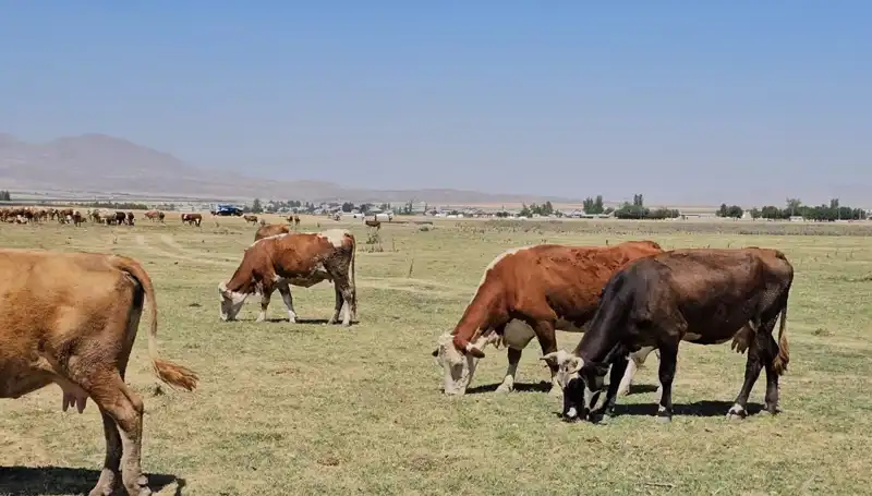 Arin Gölü Kurudu: Türkiye'de Su Krizi Kapıda mı?